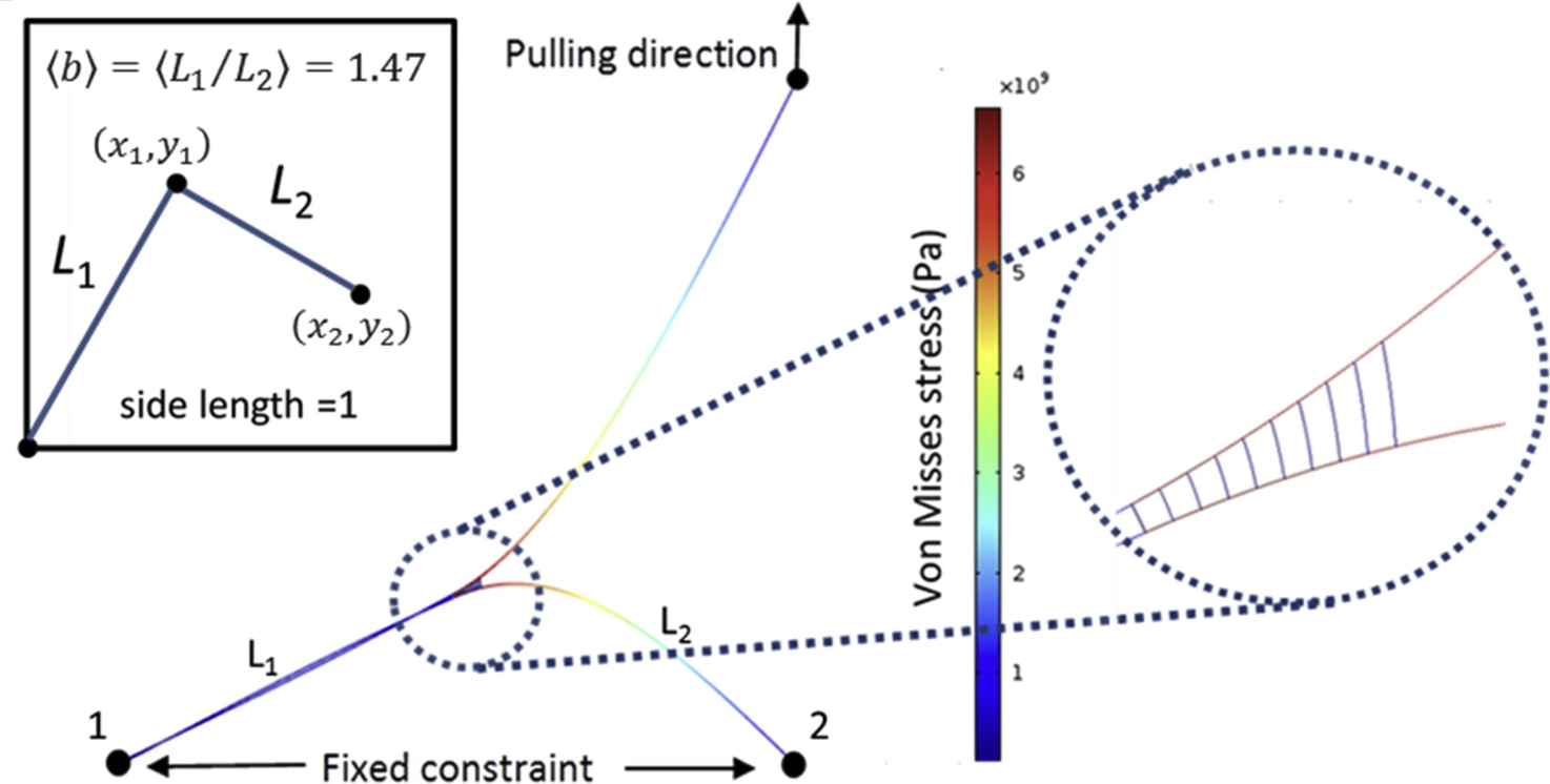 Atomistic Insight into Ion Transport and Conductivity in Ga/Al-Substituted Li7La3Zr2O12 Solid Electrolytes